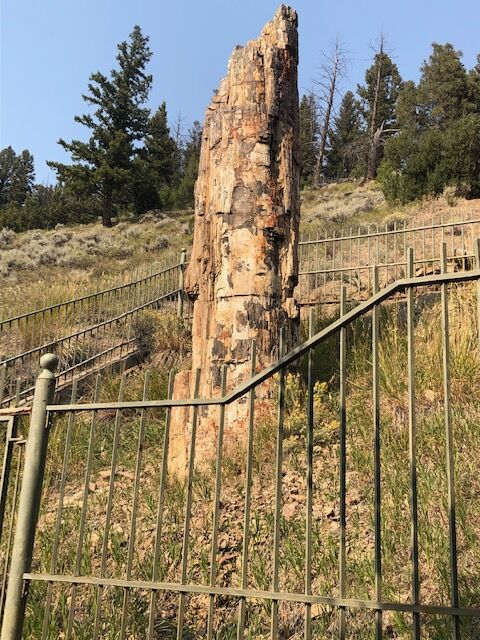 a petrified tree in yellowstone